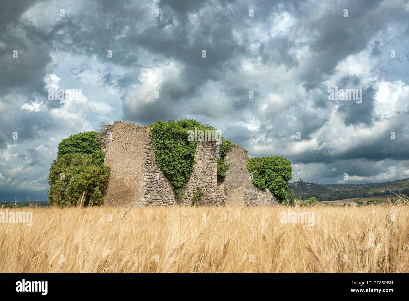 Ruina de antigua casa de piedra cubierta de hiedra rodeada de campo de trigo con nubes pesadas en el cielo Foto de stock