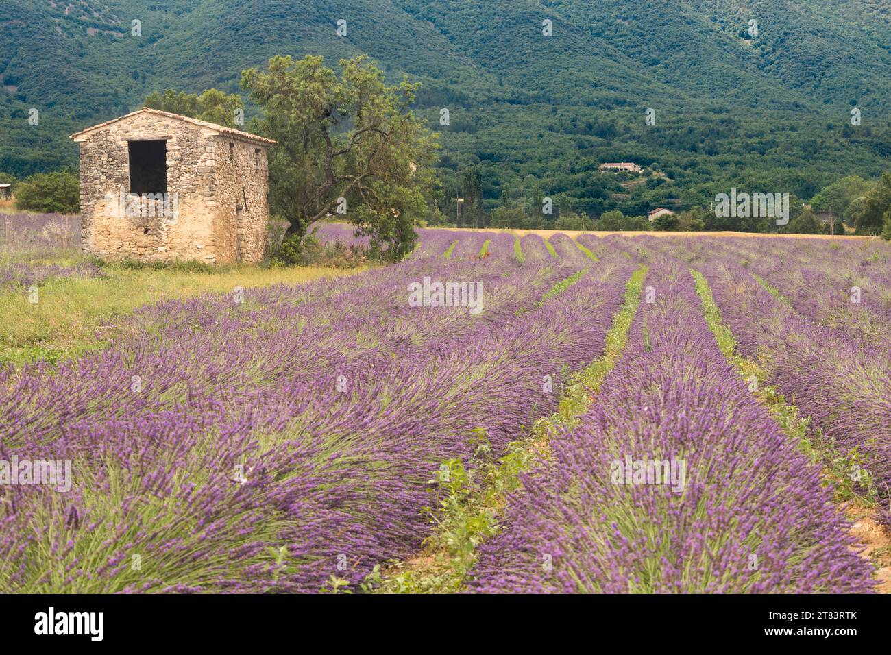 Antigua casa de piedra abandonada rodeada de campo de lavanda húmeda cerca de Les Granons en Francia justo después de la lluvia Foto de stock