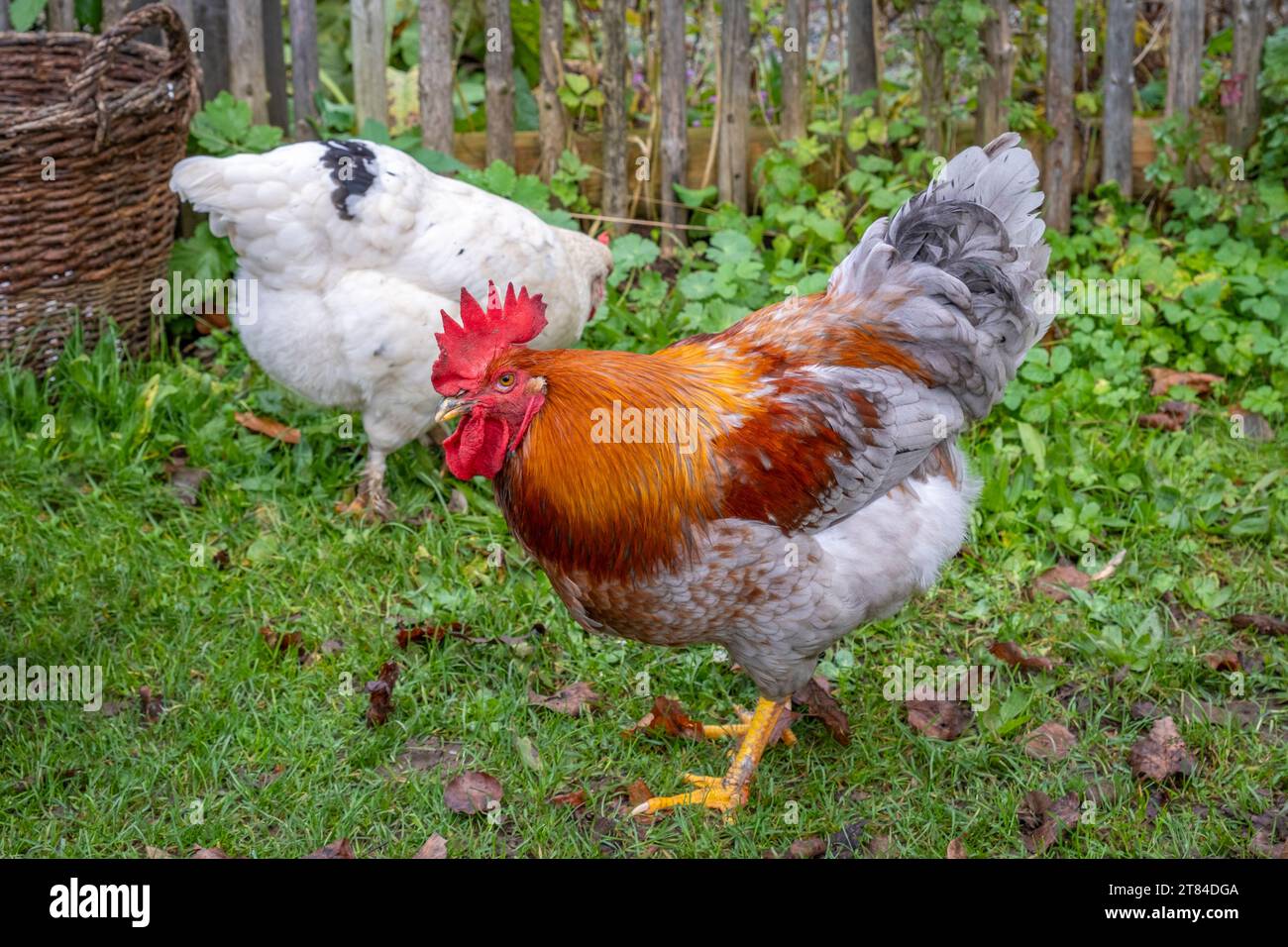 Ganso y pollo en un pueblo de agricultores en Alemania Foto de stock