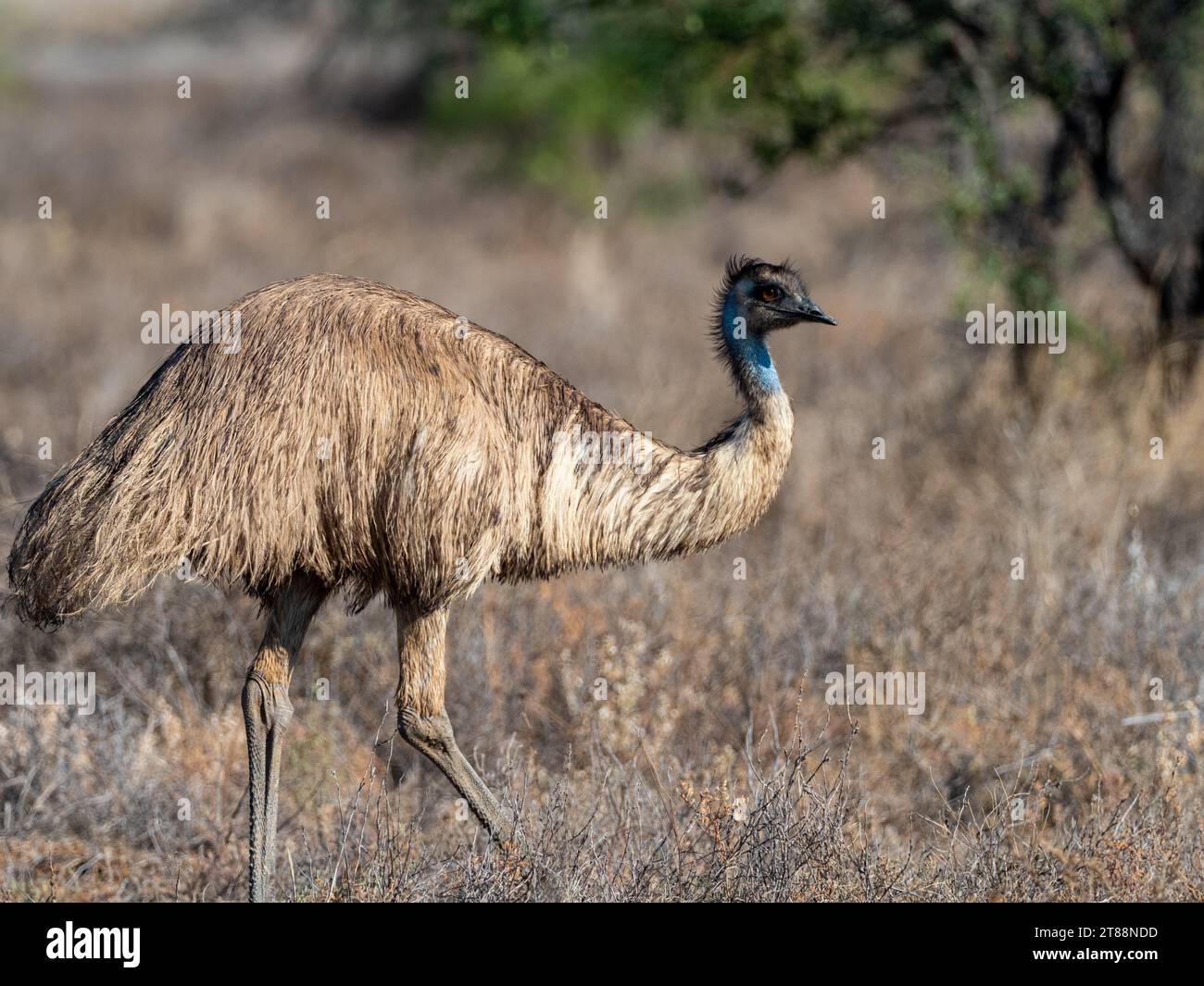 Emu, Dromaius novaehollandiae, un ave nativa sin vuelo en el interior de Queensland Australia Foto de stock