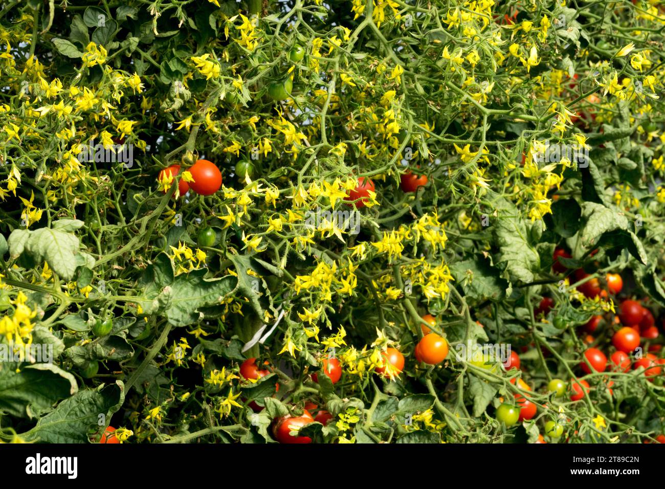 flor de tomate cherry