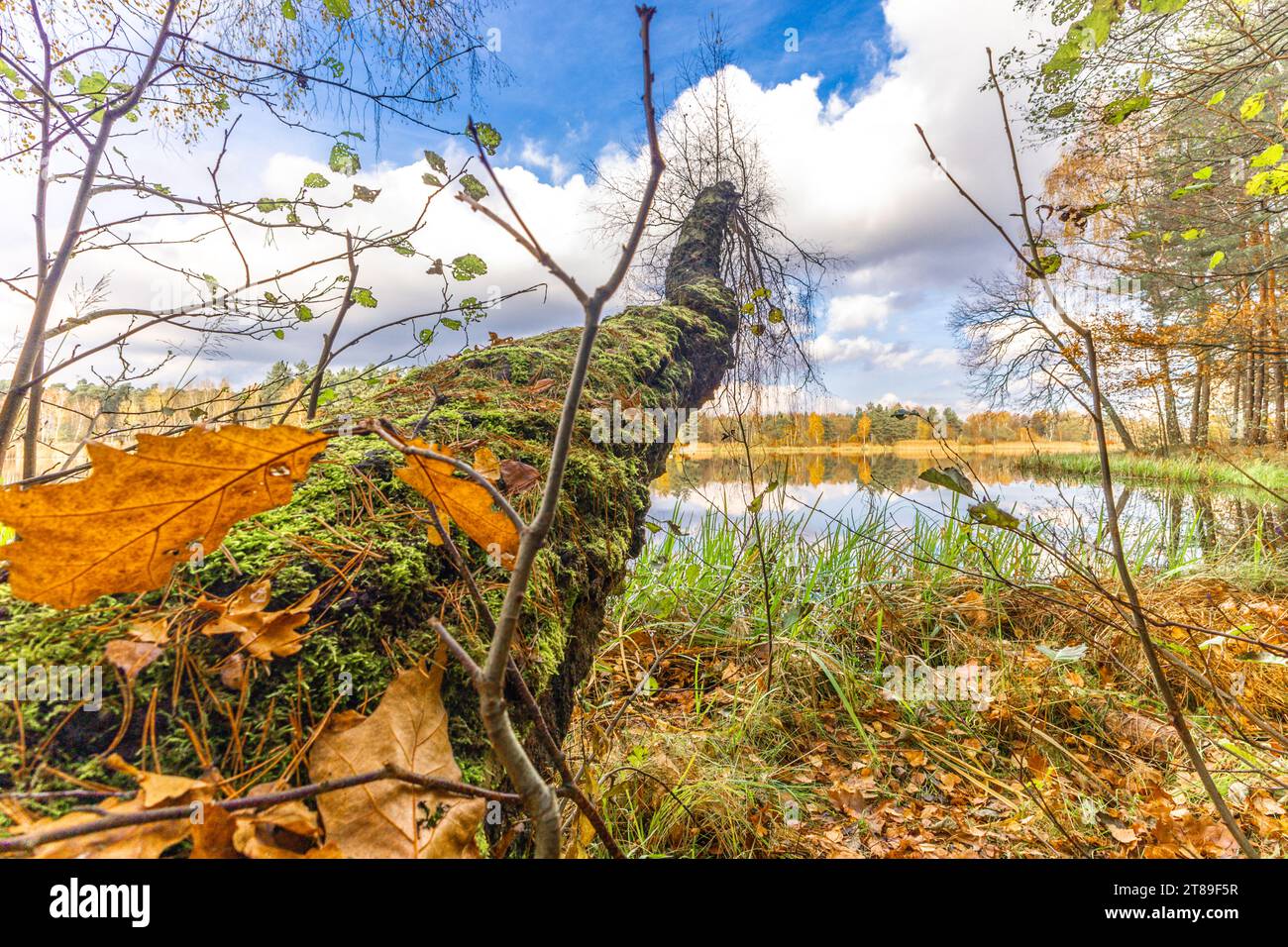 Árbol roto cubierto de musgo cubierto de hojas de otoño por el lago en Polonia Foto de stock