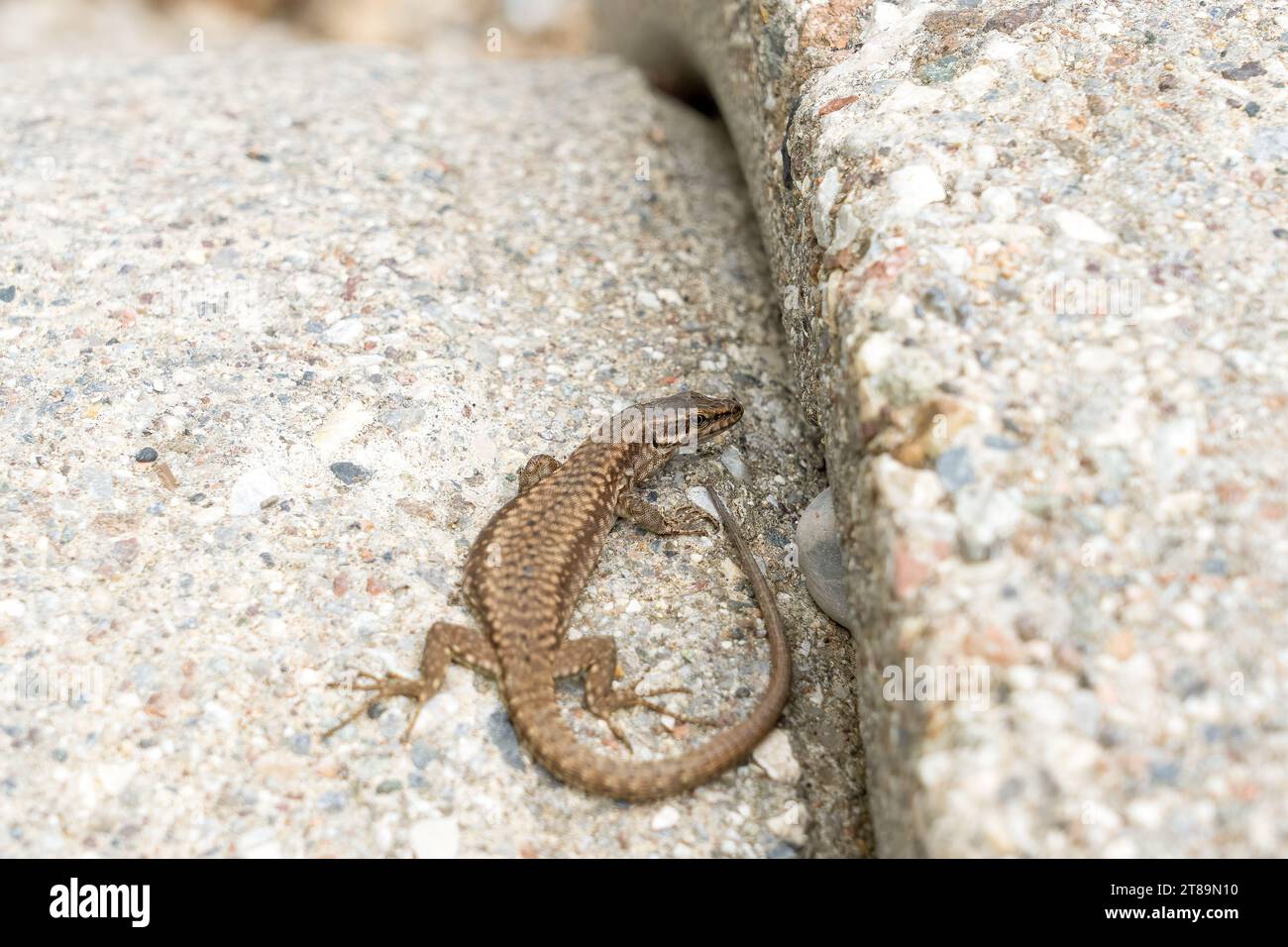 Un lagarto común italiano bañado en el sol Foto de stock