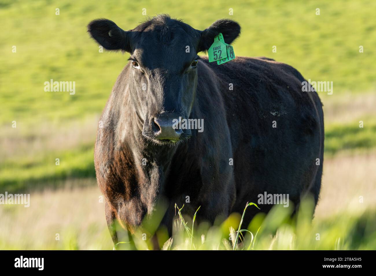 retrato de la vaca de angus en una granja en australia en primavera Foto de stock
