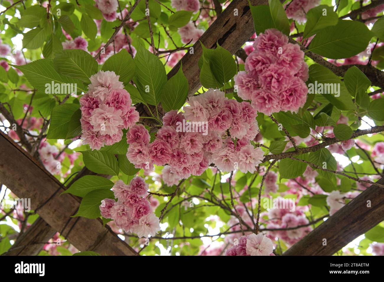 fleurs de cerisiers du Japon - flores de cerezo de panese Foto de stock