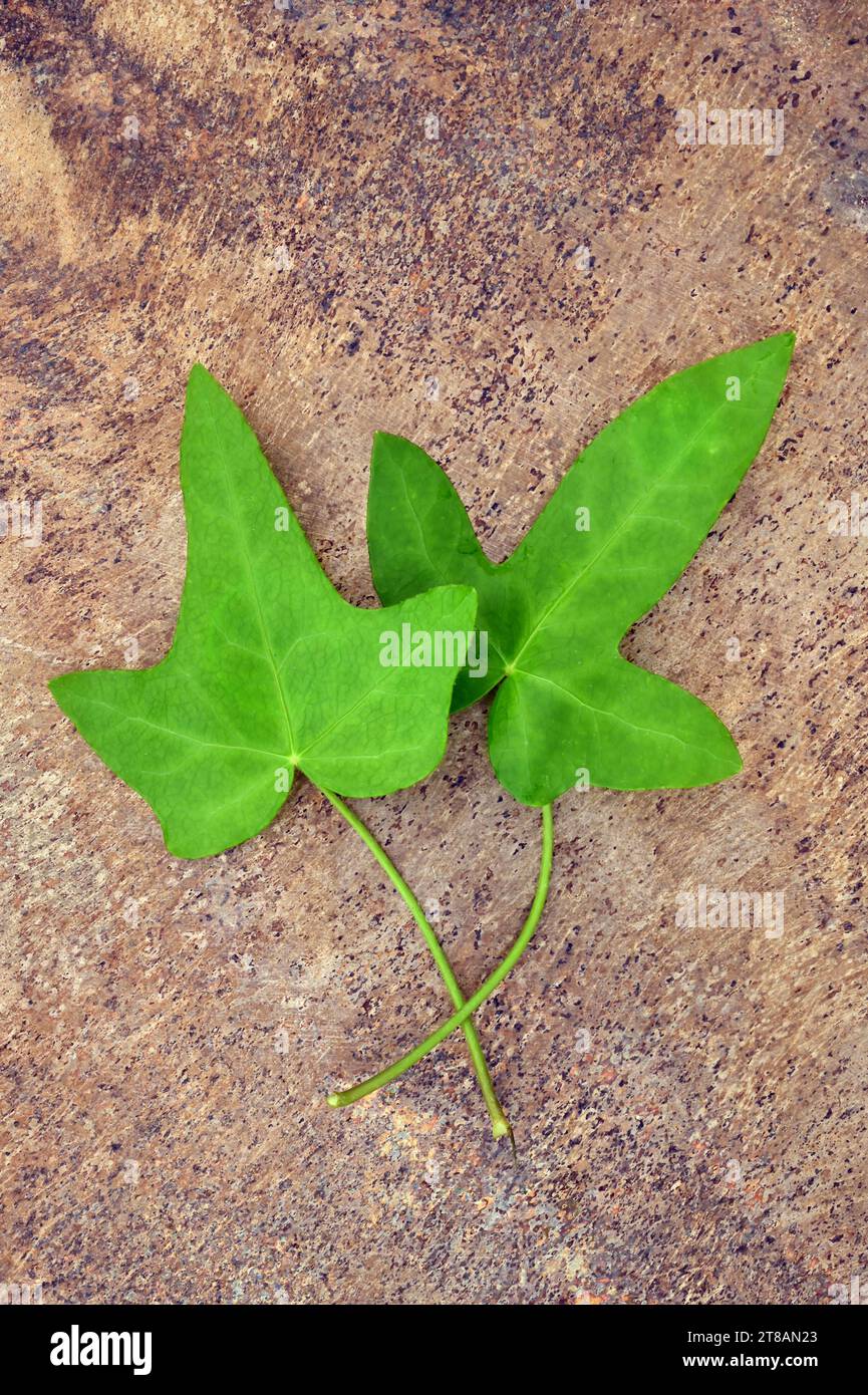 Dos hojas lobuladas puntiagudas verdes frescas de hiedra o hedera helix acostadas sobre arenisca Foto de stock