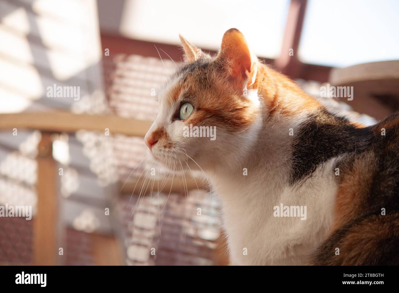 Enfoque suave de adorable gato doméstico con ojos verdes Foto de stock