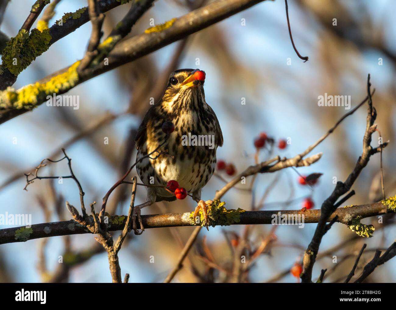 Pájaro migratorio Redwing comiendo una baya roja de rowan Foto de stock