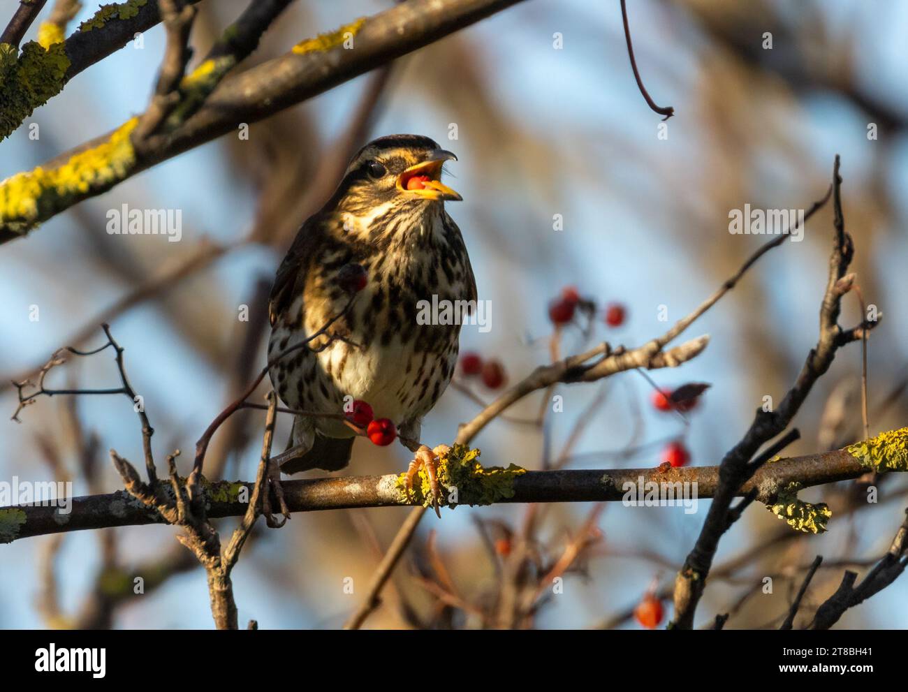 Pájaro migratorio Redwing comiendo una baya roja de rowan Foto de stock