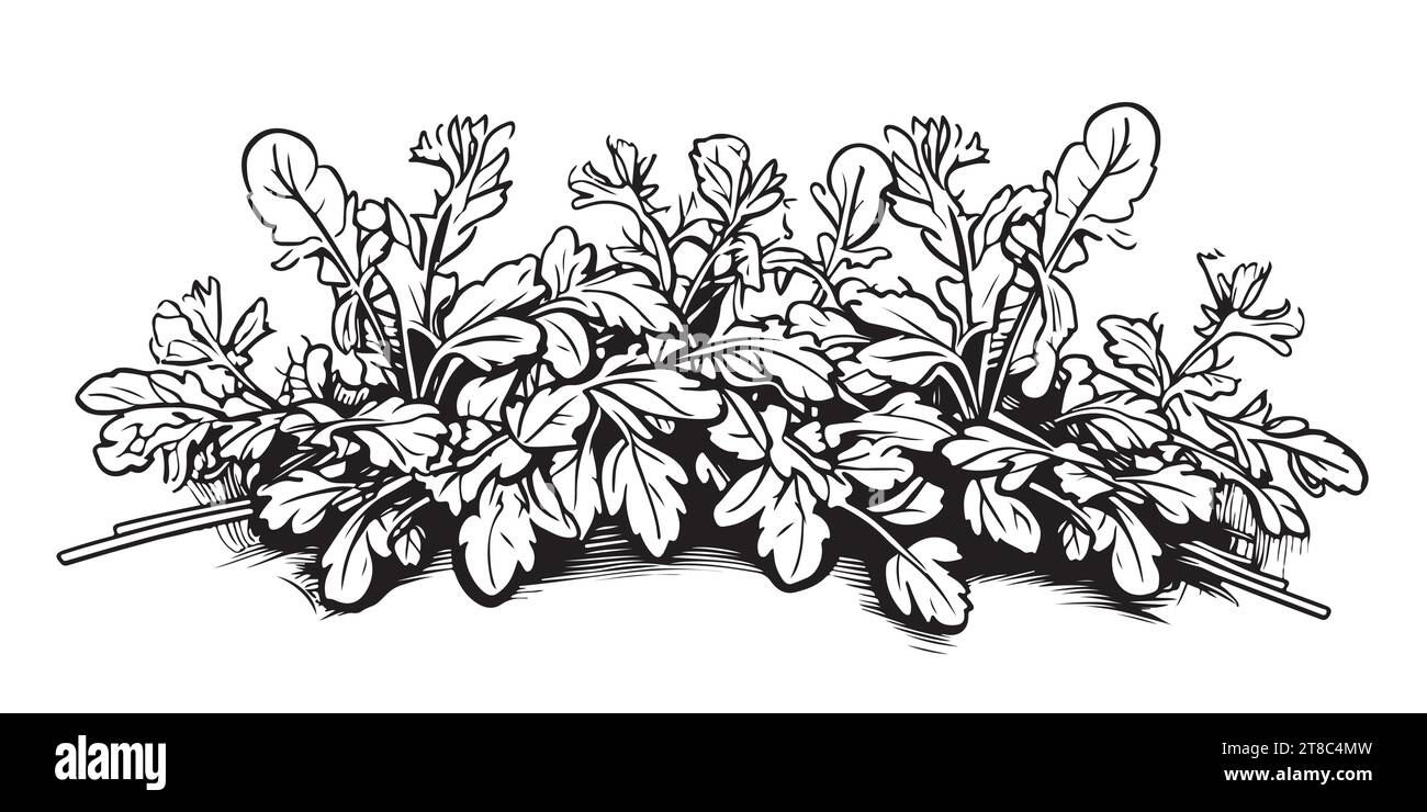 Borde de campo de flores silvestres dibujado a mano boceto en estilo doodle ilustración vectorial Ilustración del Vector