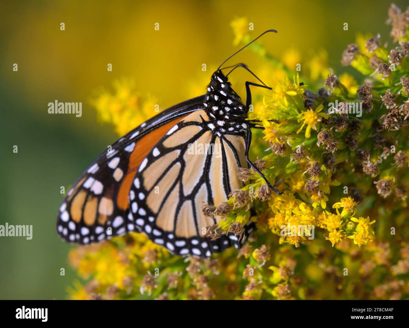 Mariposa monarca (Danaus plexippus) alimentándose de flores de vara de oro costera (Solidago sempervirens) durante la floración del otoño, Galveston, Texas, EE.UU. Foto de stock