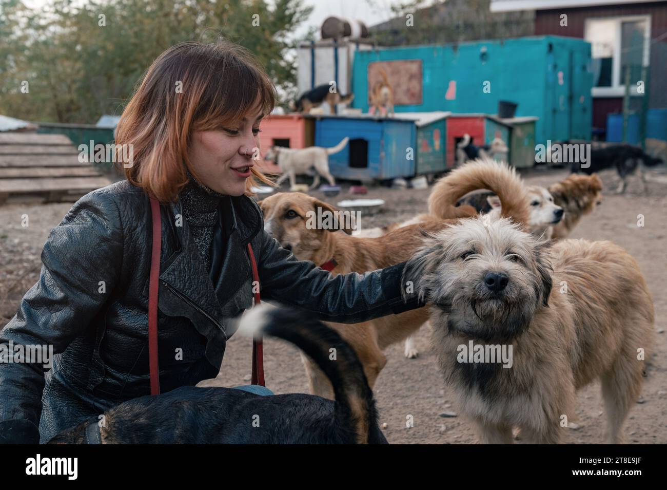 Perro en el refugio. El voluntario de refugio animal cuida a los perros. Voluntario cuidando a perro en refugio Foto de stock