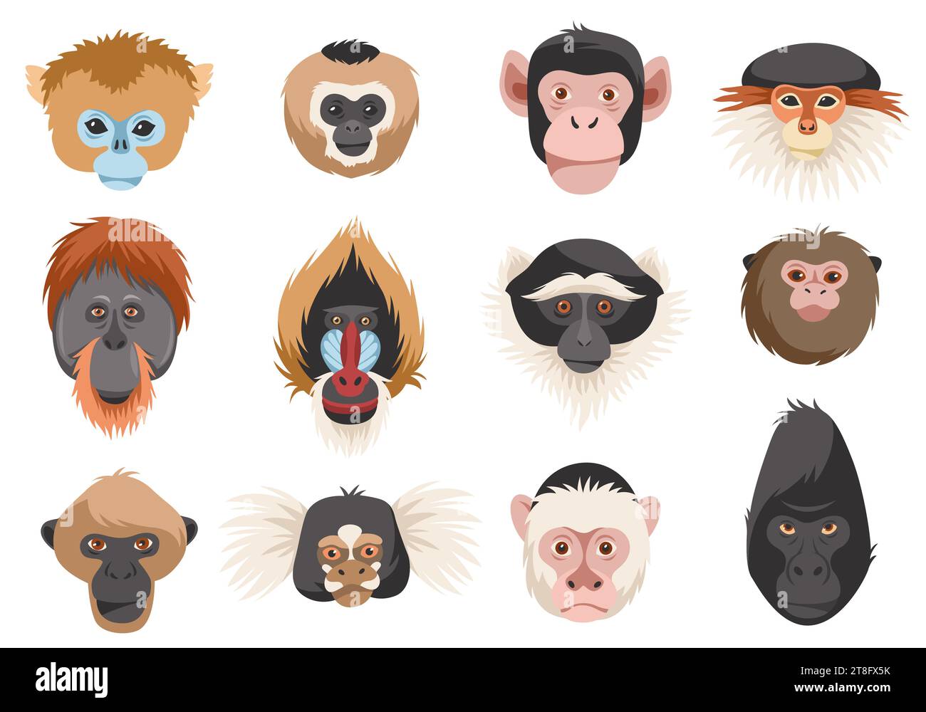 Cabezas de monos. Retratos de primates de diferentes razas, divertidos animales exóticos, chimpancés, orangután, gorila y mandril. Habitantes de la selva de dibujos animados plana Ilustración del Vector