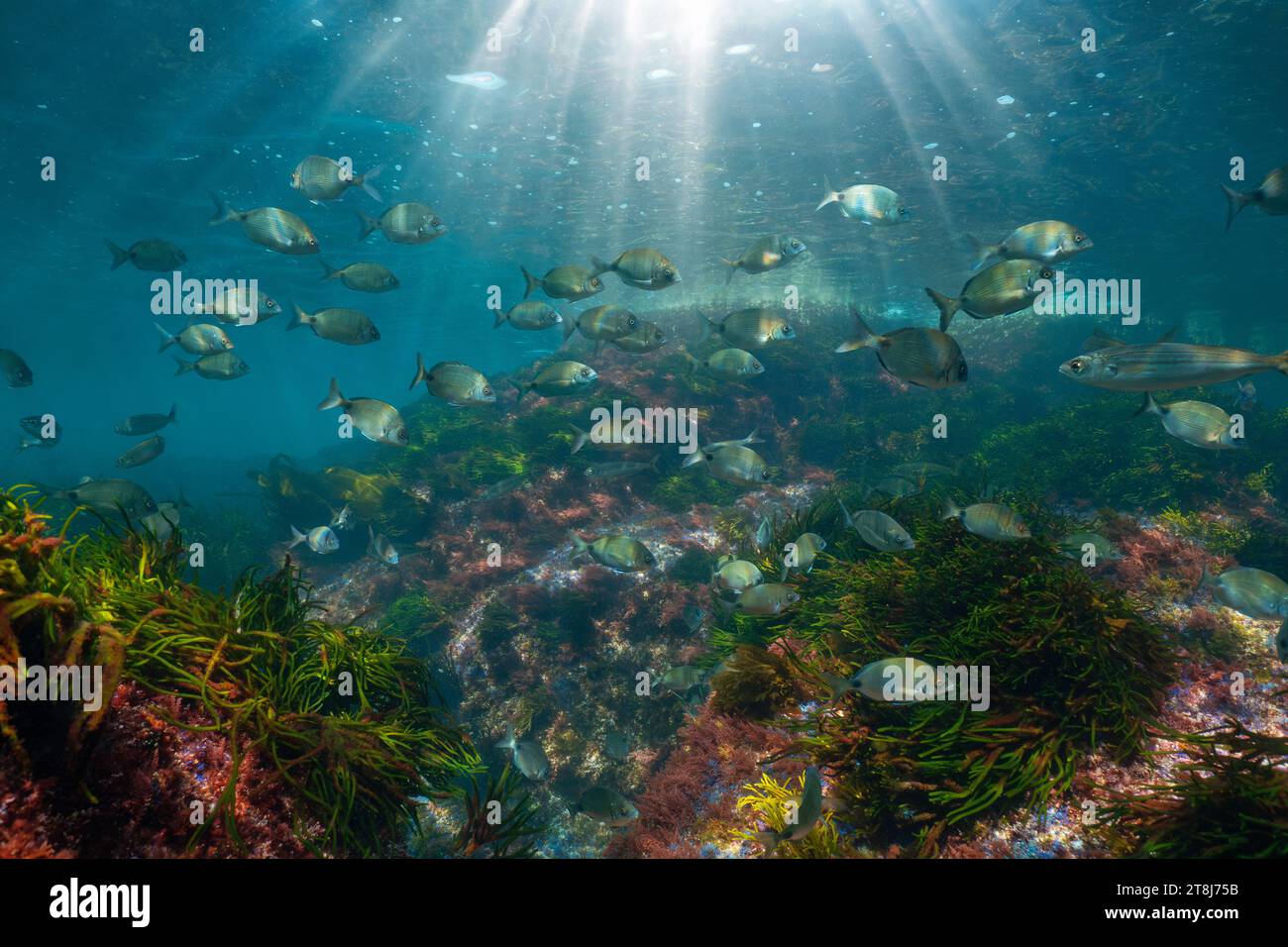 Una escuela de peces con luz solar paisaje marino bajo el agua en el océano Atlántico (peces blancos), escena natural, España, Galicia, Rías Baixas Foto de stock