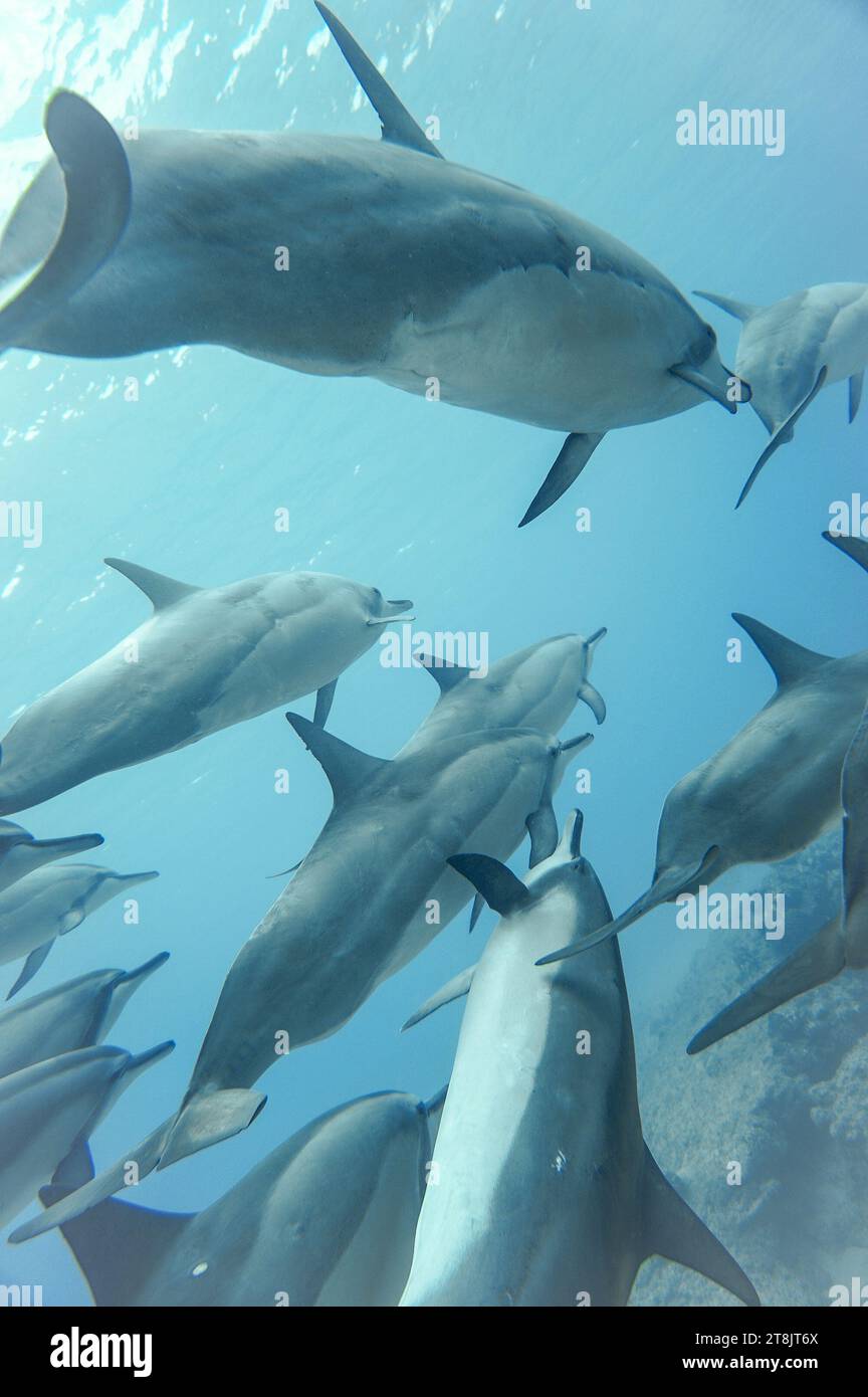 Nadar cerca de Hawaiian Spinner Dolphins Foto de stock