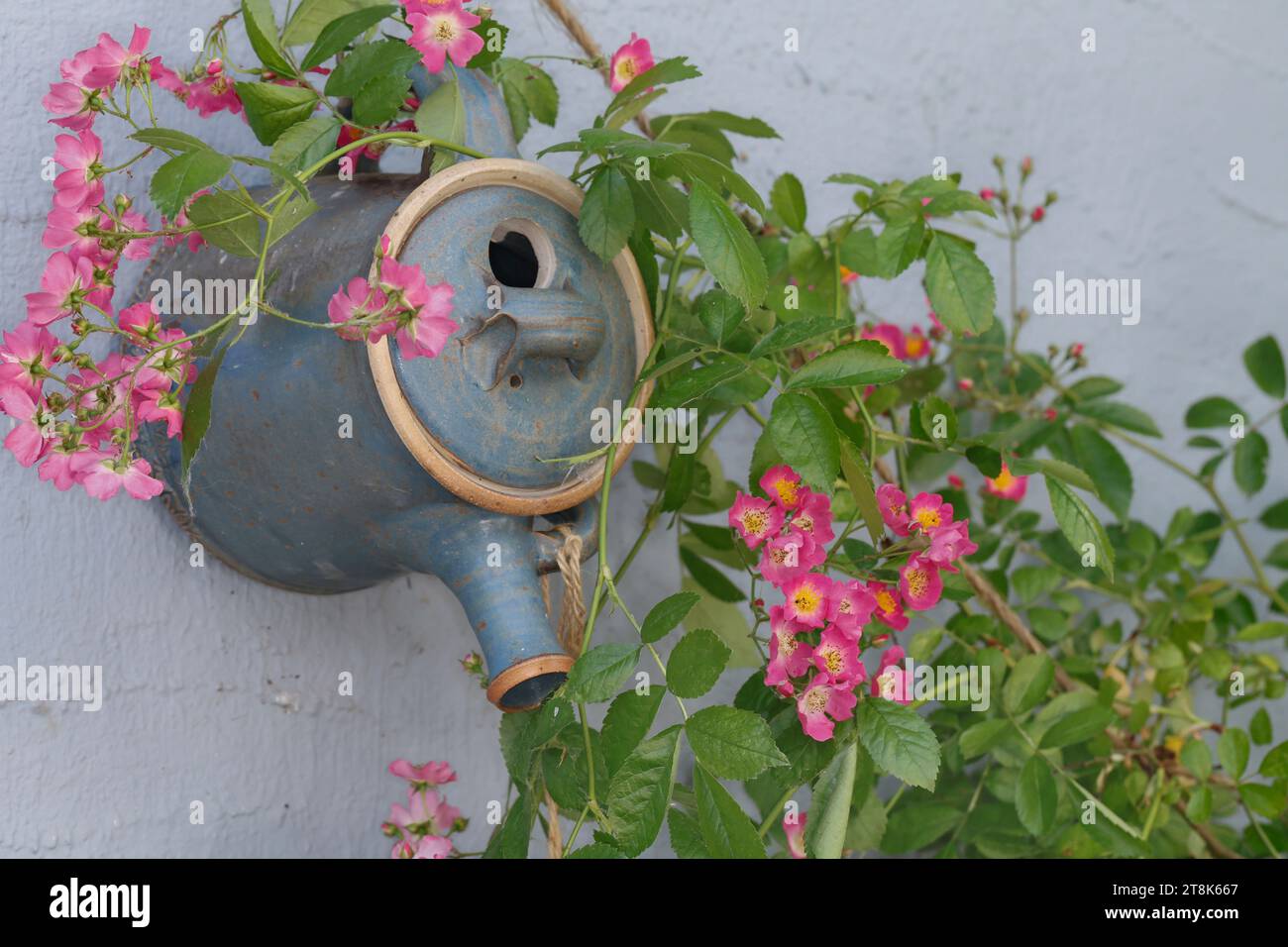 lata de té como caja de anidación en un jardín, entrelazado por una rosa Foto de stock