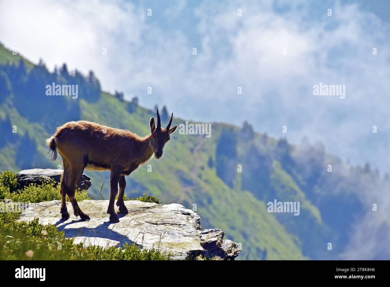 Alpine ibex (Capra ibex, Capra ibex ibex), hembra de pie en un espolón de roca, vista lateral, Francia, Saboya, valle de Maurienne Foto de stock