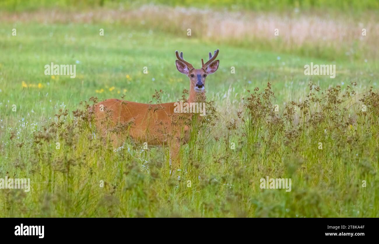 Buck de cola blanca en un prado del norte de Wisconsin. Foto de stock