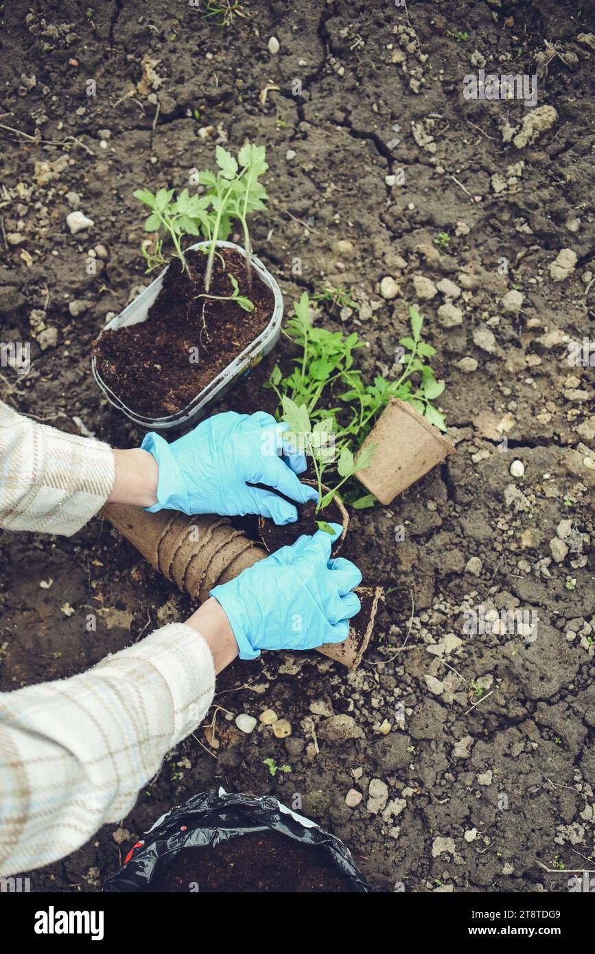 Mujer Jardinera Manos En Guantes De Jardinería Plantar Brotes En