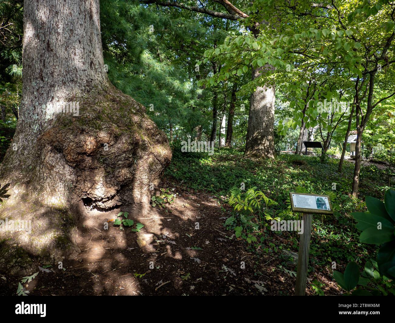 White Oak Bump Tree en Mill Mountain Wildflower Garden, Roanoke Foto de stock
