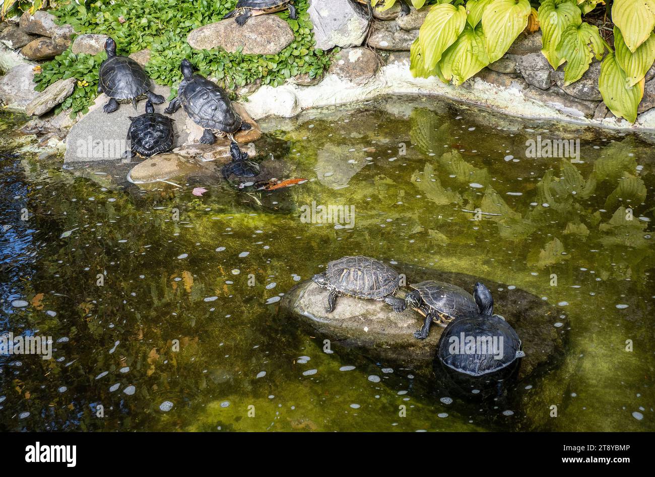 Tortugas de estanque en Blowing Rock, Boone, Carolina del Norte, EE.UU Foto de stock
