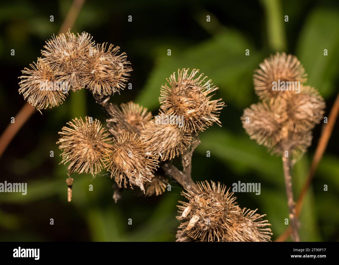 Cerca de las vainas maduras de semillas de flor marrón de Burdock (Arctium) preparándose para bajar el precio de las semillas en el Bosque Nacional Chippewa, al norte de Minnesota, EE.UU Foto de stock