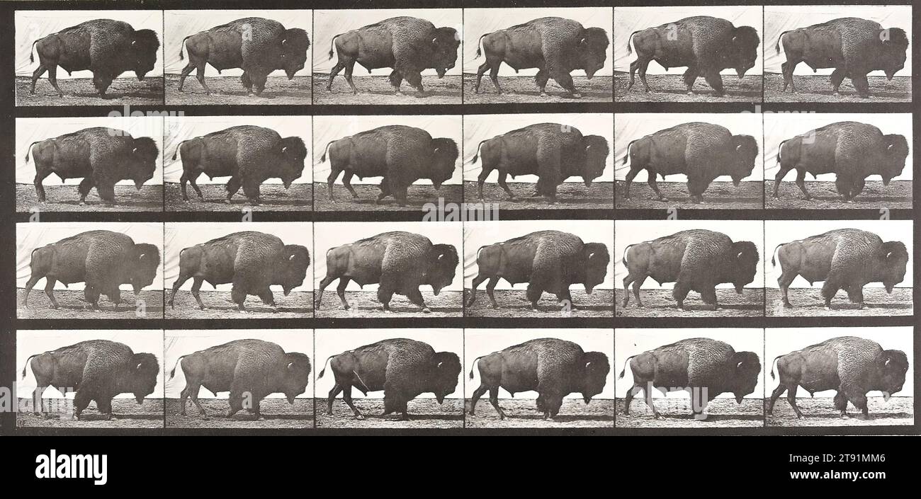 Placa de locomoción animal 699, 1887, Eadweard Muybridge; Editorial: University of Pennsylvania, American (Born England), American (Born England), 1830 - 1904, 7 7/16 x 15 3/4 in. (18,89 x 40,01 cm) (imagen)18 1/2 x 23 1/2 in. (46,99 x 59,69 cm) (hoja), Collotype, siglo XIX Foto de stock
