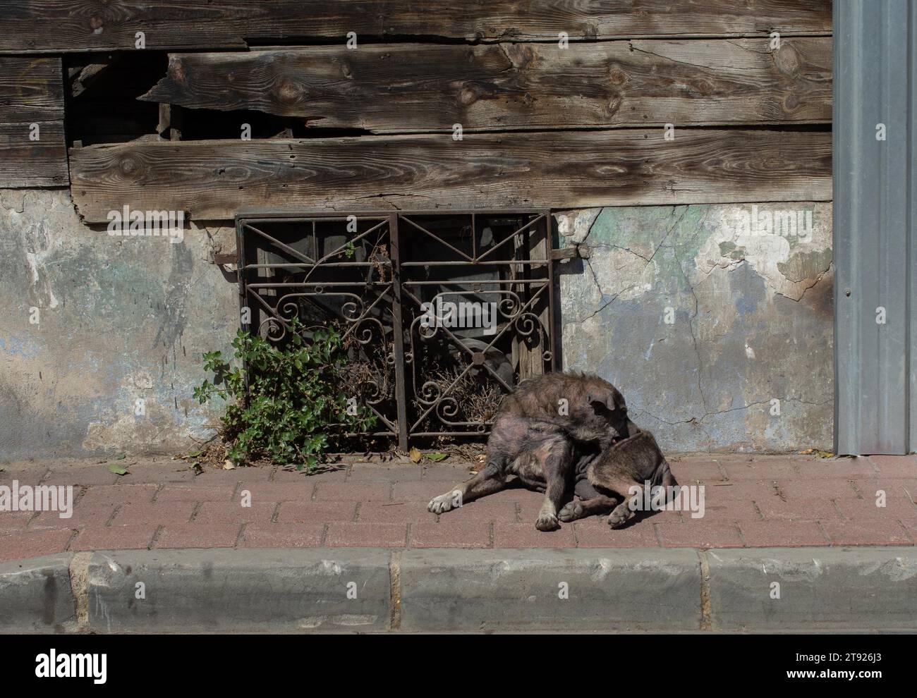 Sin hogar perro callejero en vista como el concepto de animales domésticos Foto de stock
