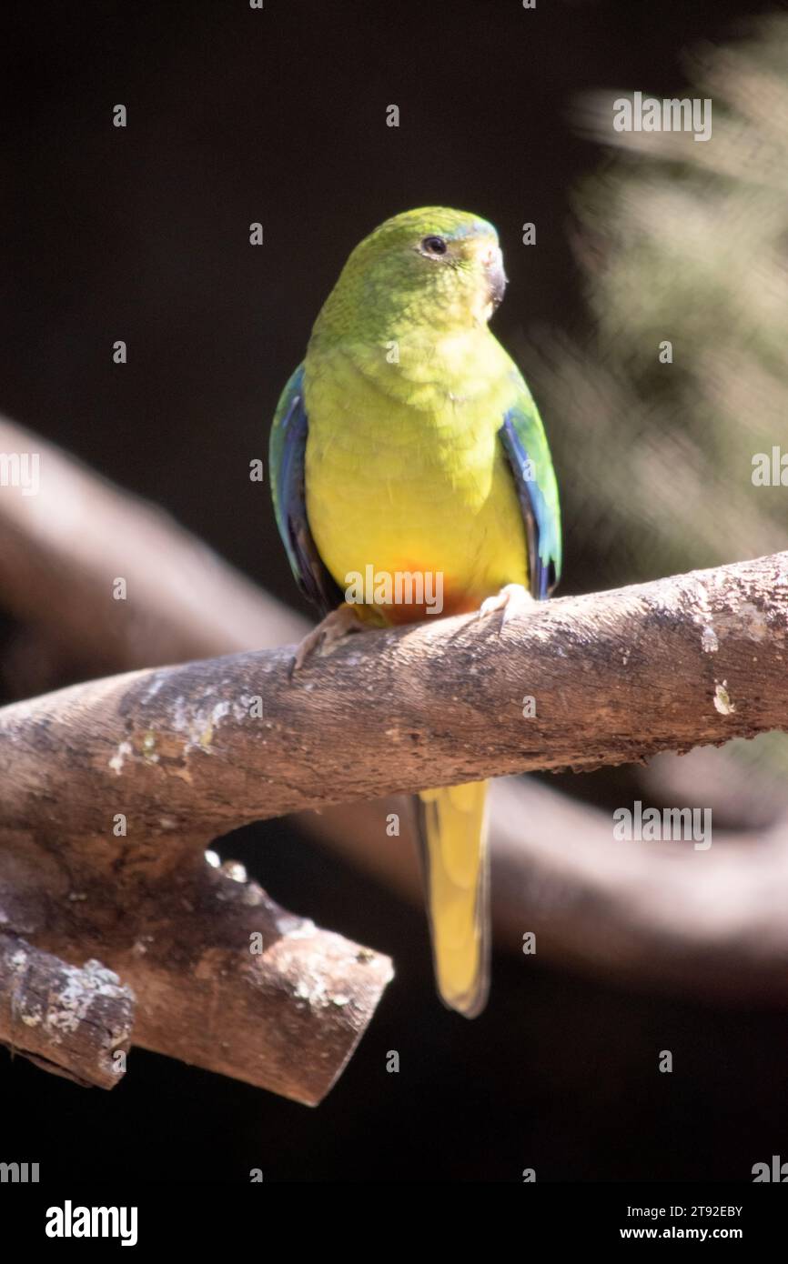 El loro de vientre naranja es un loro pequeño, robusto, que habita en el suelo, principalmente un verde herbáceo con una mancha naranja debajo del vientre. Foto de stock