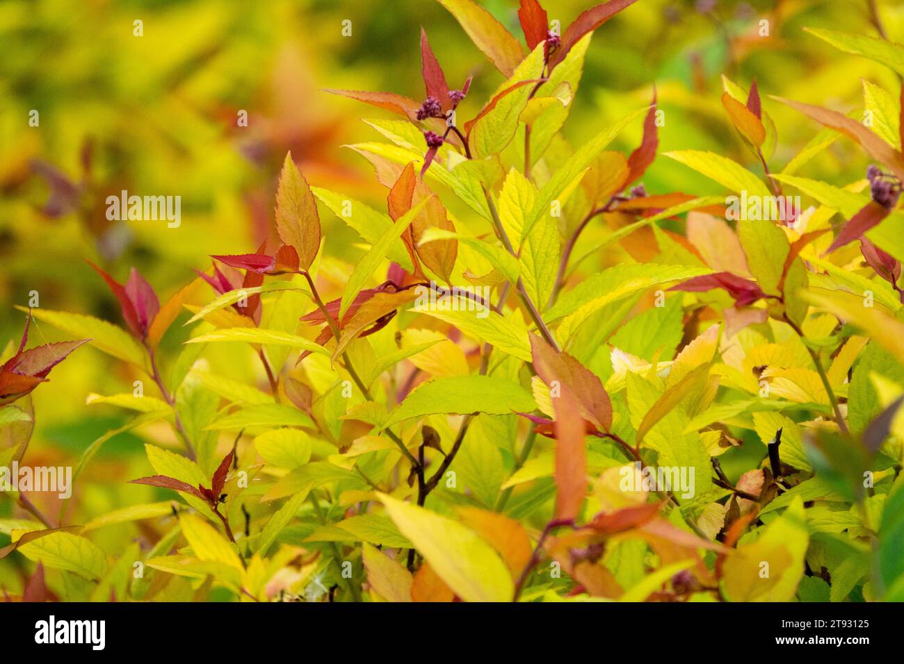 Golden,Spiraea's bumalda 'Gold Flame' deja Golden Yellow Foto de stock