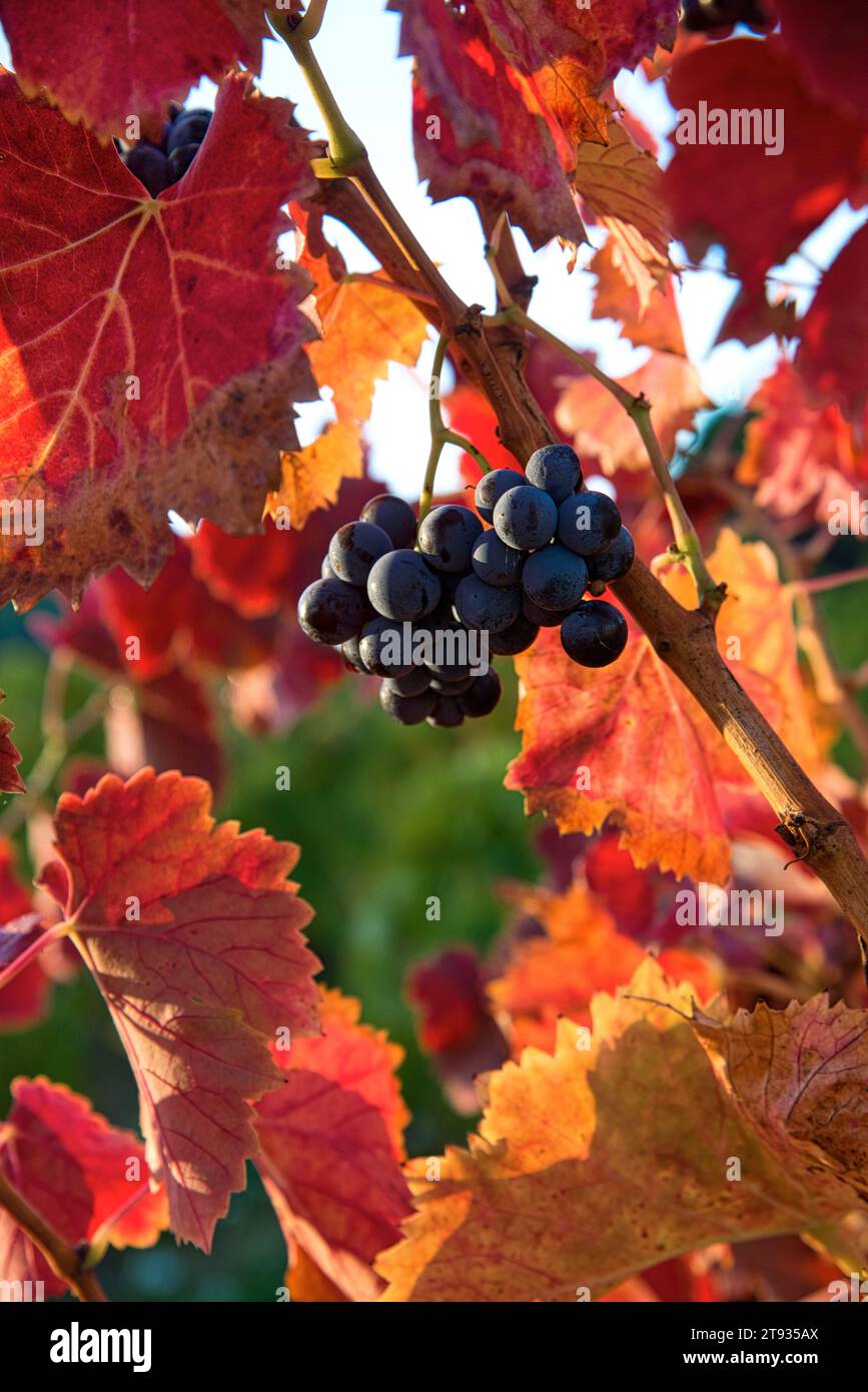 Places de vigne au lever du soleil un matin d'automne dans le vignoble de l'AOC Bandol au Brulat commune du Castelet dans le var Foto de stock