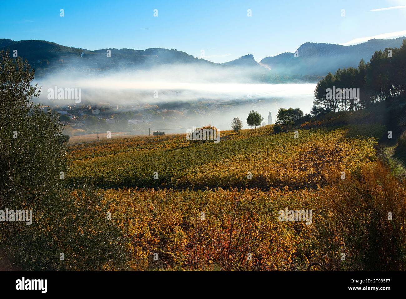 Places de vigne au lever du soleil un matin d'automne dans le vignoble de l'AOC Bandol au Brulat commune du Castelet dans le var Foto de stock