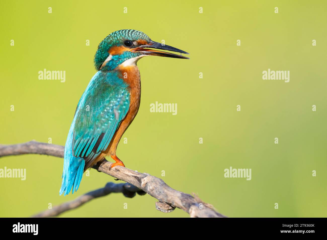 Kingfisher común (Alcedo atthis), vista lateral de un macho adulto posado en una rama, Campania, Italia Foto de stock