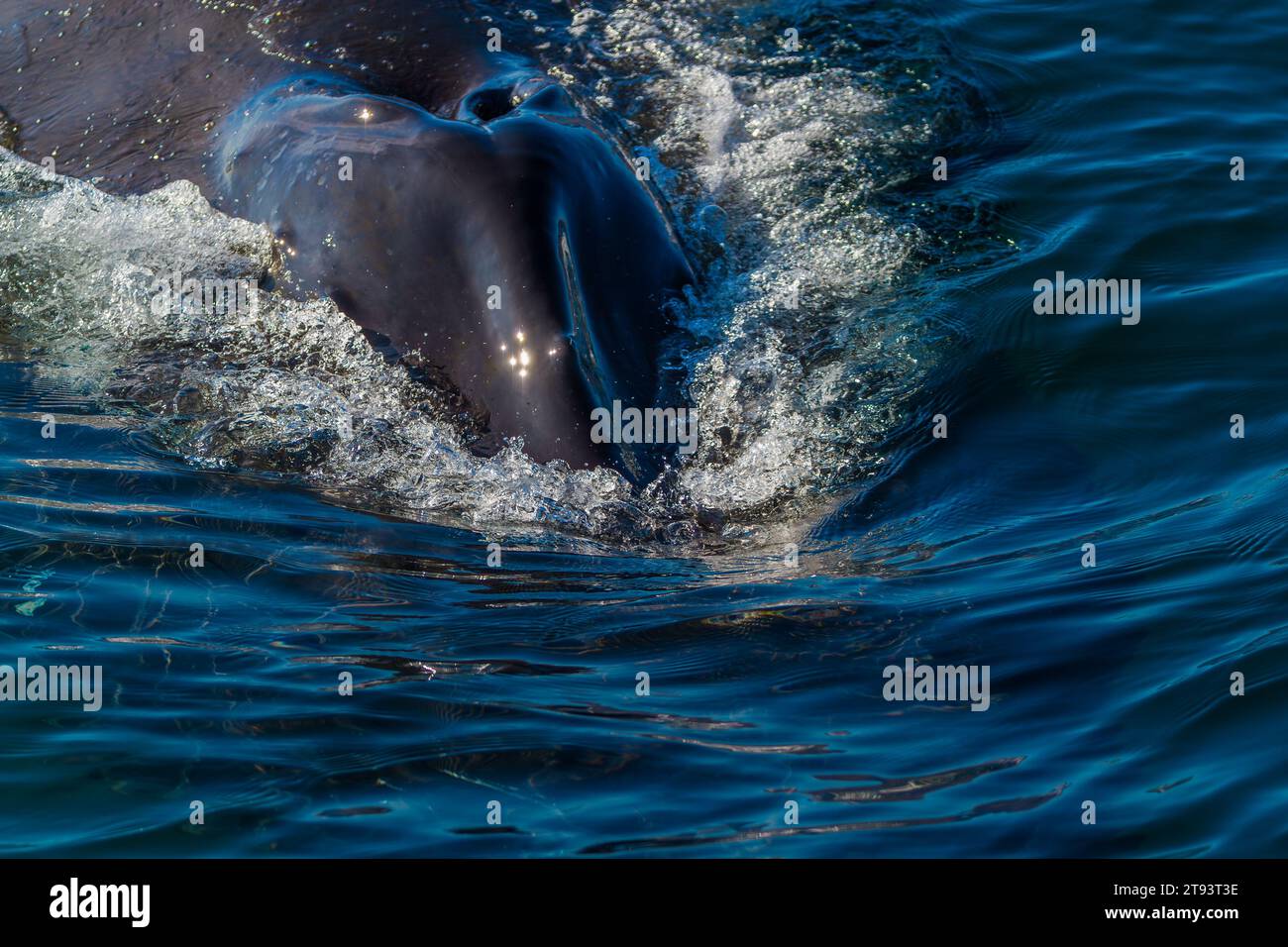 Vista de cerca del adulto Hump Back Whale Blowhole Foto de stock