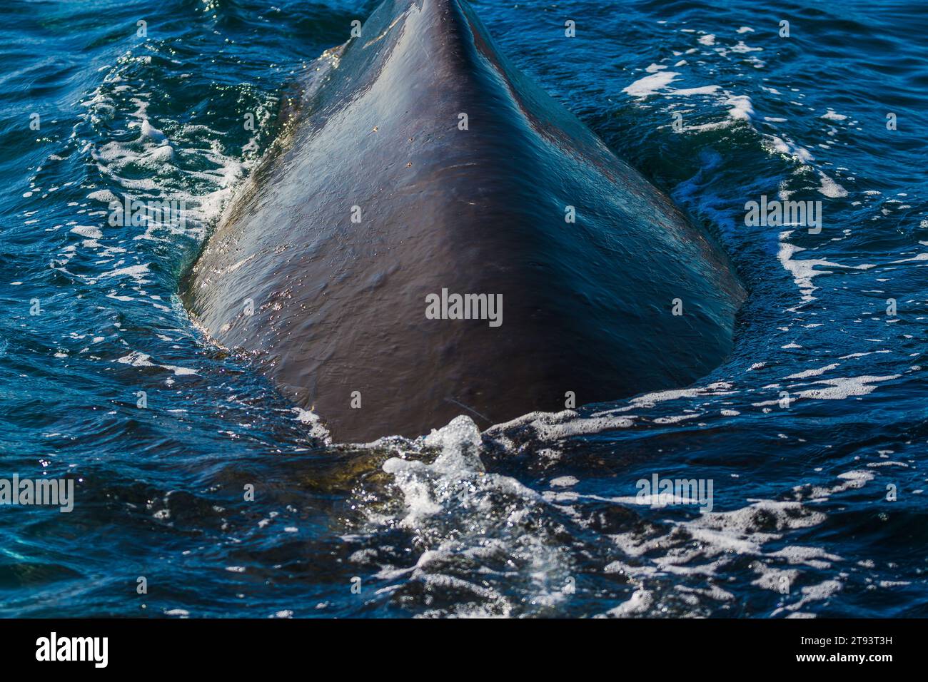 Vista de cerca de la ballena de espalda adulta Foto de stock