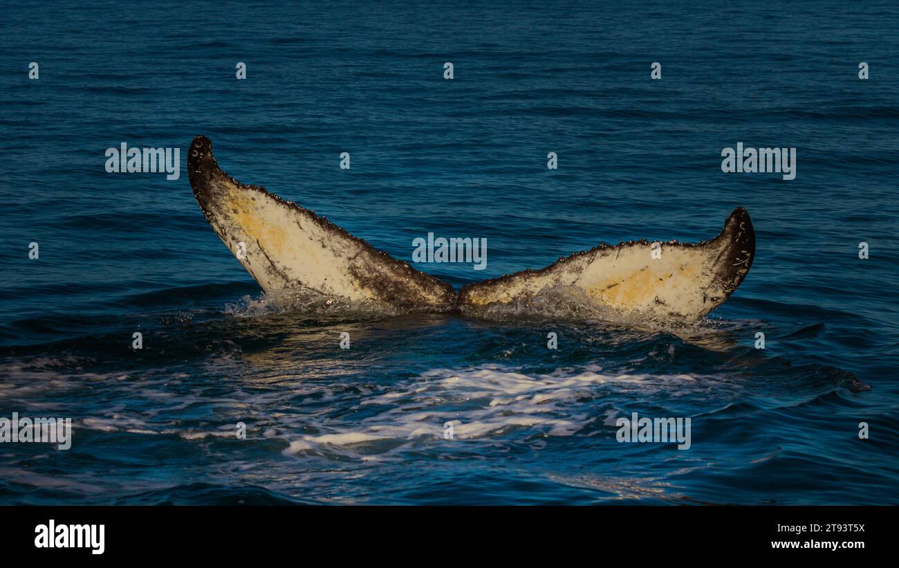 Vista de cerca de la cola de ballena de espalda adulta Foto de stock