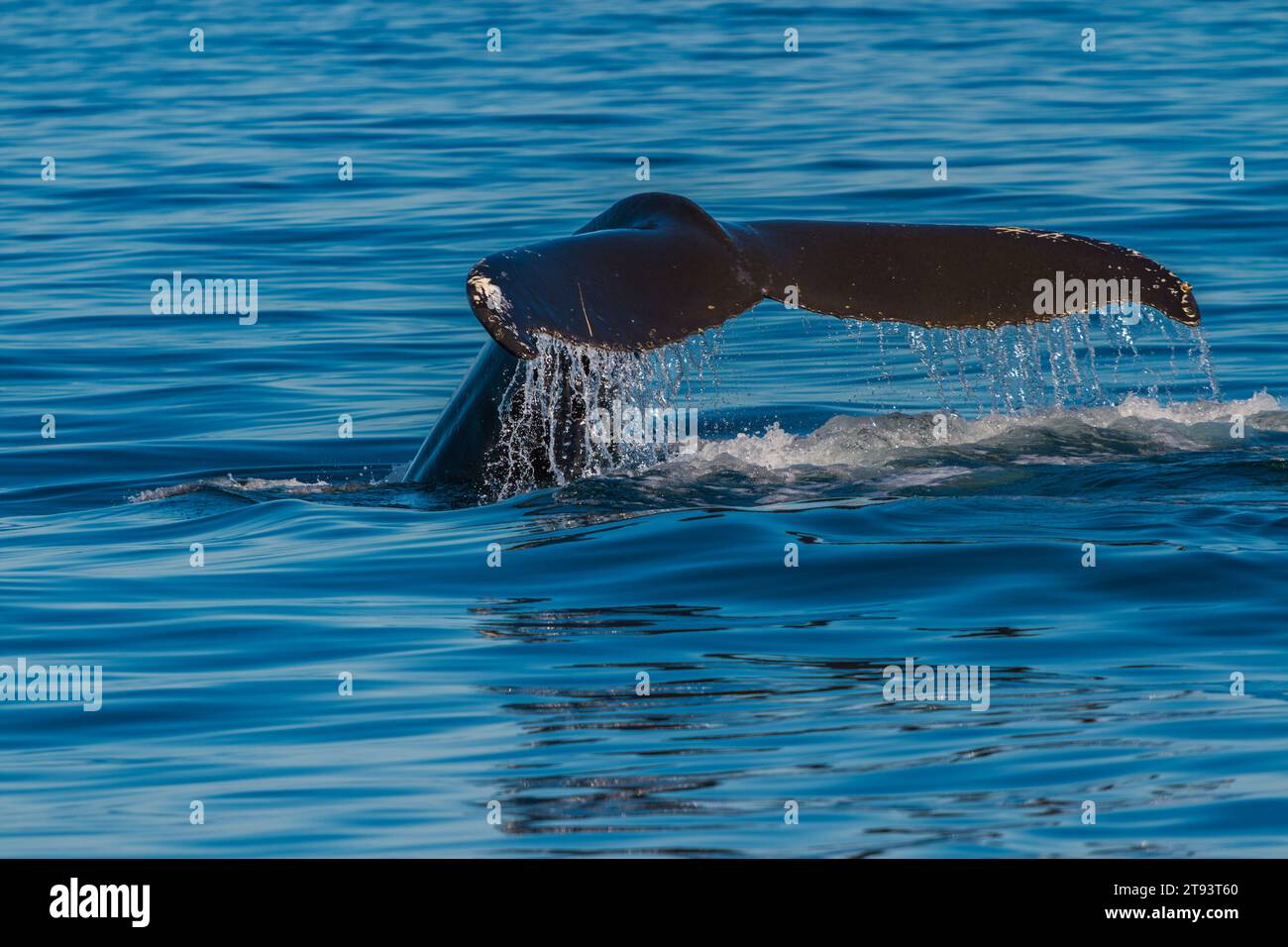 Vista de cerca de la cola de ballena de espalda adulta Foto de stock