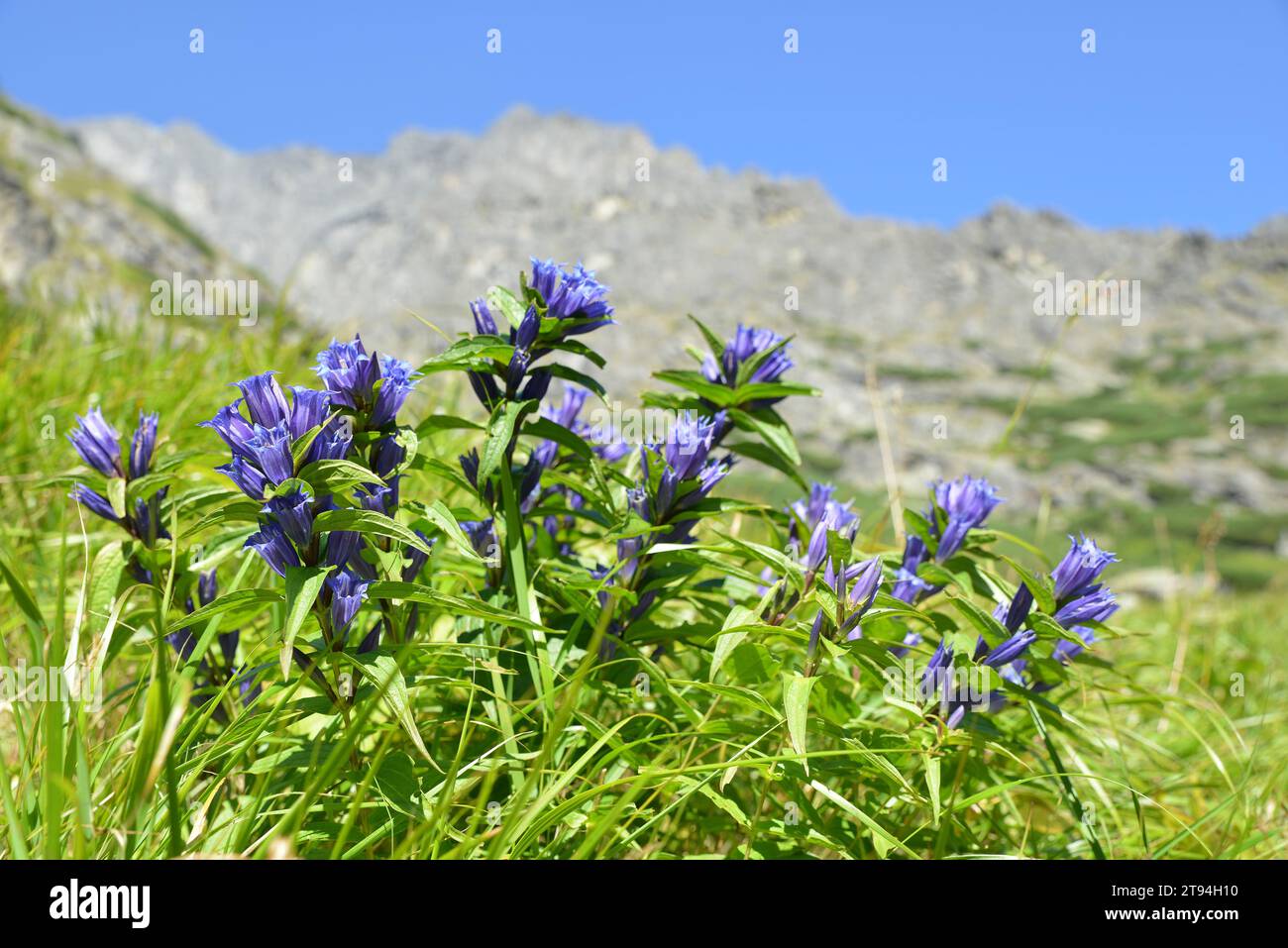 Flores de sauce genciana (Gentiana asclepiadea) en el valle de Mala Studena, Vysoke Tatry (High Tatras), Eslovaquia. Foto de stock