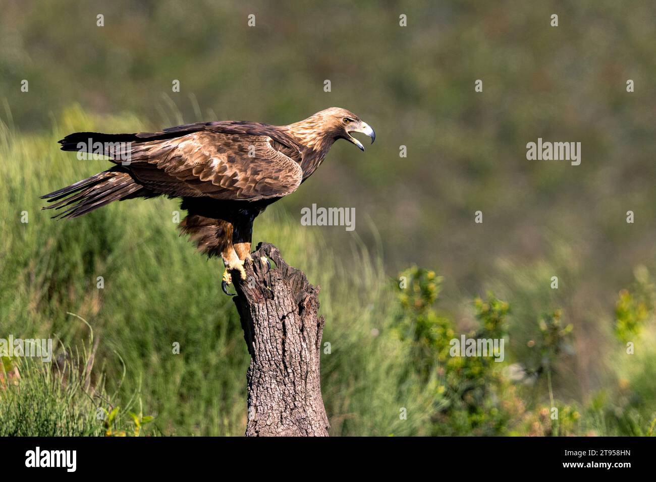 Águila dorada (Aquila chrysaetos), sentada en una rama que llama, España, Extremadura, Salorino Foto de stock