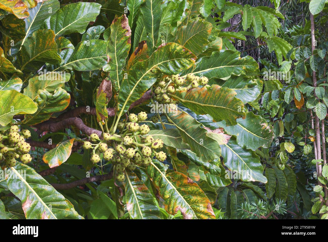 Meryte (Meryta lanceolata), frutas en un árbol, Madeira Foto de stock