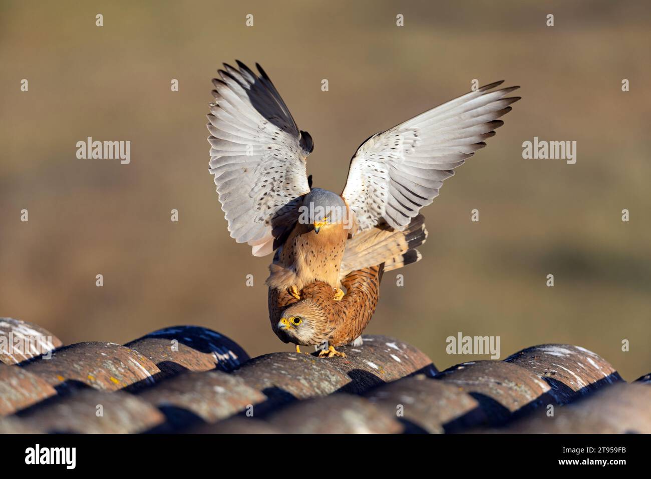 Estrellete menor (Falco naumanni), apareamiento en el roff de una finca, vista frontal, España, Extremadura, Salorino Foto de stock