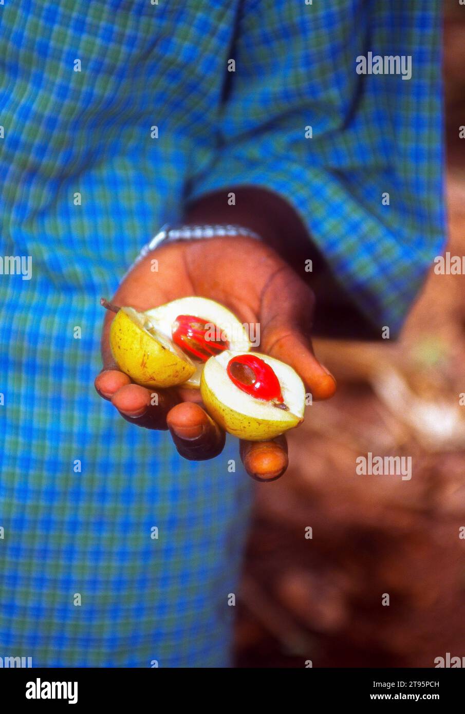 Zanzíbar, Tanzania. Demostrando el recubrimiento rojo de la maza sobre la nuez moscada recién cosechada en un ‘tour de especias’ Foto de stock