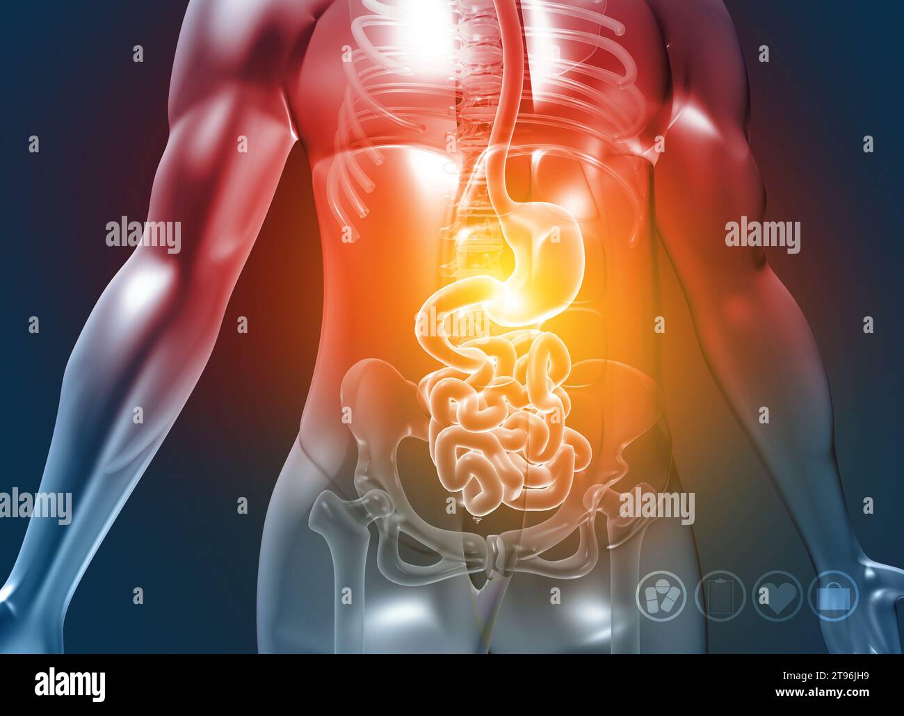 Cuerpo humano con sistema digestivo en antecedentes médicos. ilustración 3d. Foto de stock
