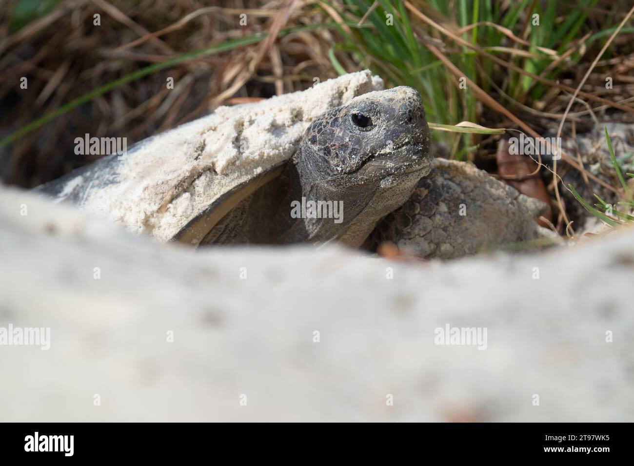 Una tortuga gopher emerge de su madriguera en el Jardín Botánico Mead en Winter Park, Florida. La especie es vulnerable a la extinción. Foto de stock