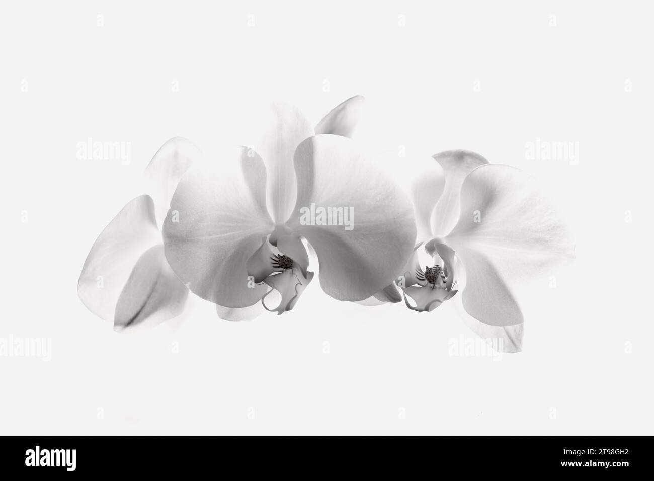 Una imagen de alta clave artística de flores de orquídeas blancas frente a un telón de fondo blanco. Foto de stock