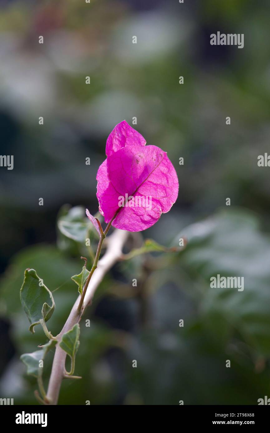 Flor de papel Planta Flor rosa brillante. Foto de stock