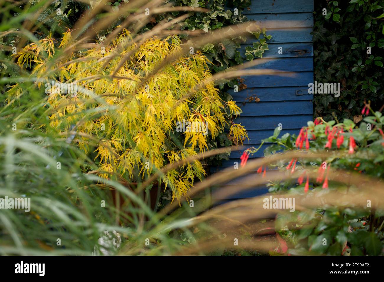 Colores otoñales en un jardín de Londres: Miscanthus Yakushima enana, Acer palmatum y Fuschia Koralle Foto de stock