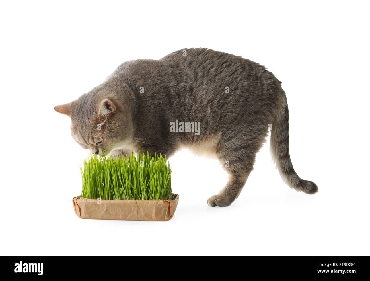 Lindo gato y hierba verde fresca aislada en blanco Foto de stock