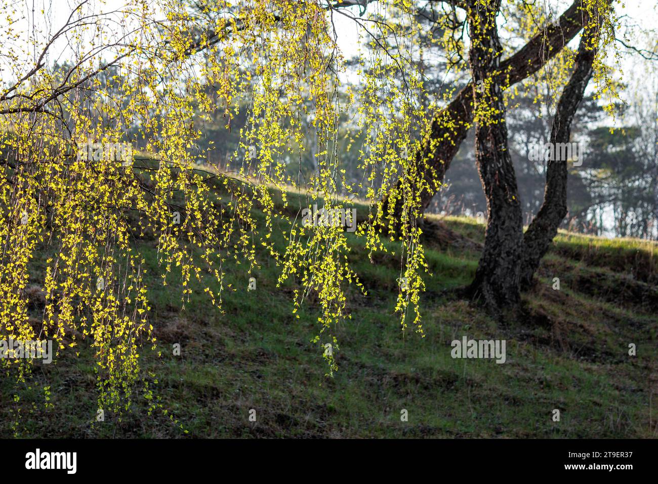 Colgando ramas con follaje de abedul verde en un día de primavera Foto de stock