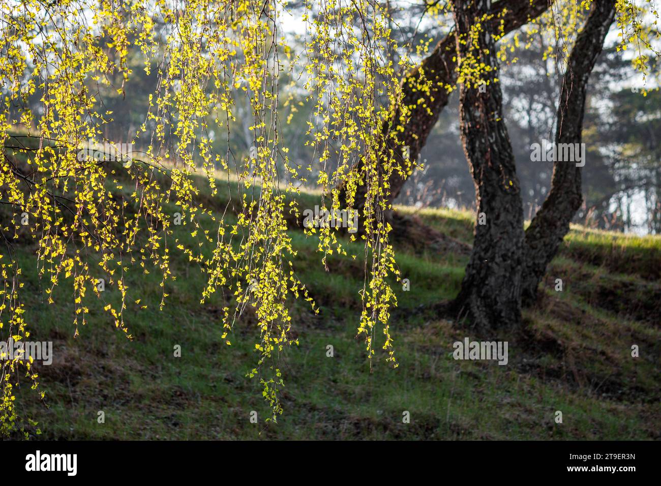 Colgando ramas con follaje de abedul verde en un día de primavera Foto de stock